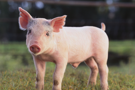 10 种饲料千万别喂猪