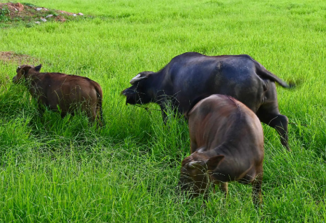 养牛的注意事项：如何照顾你的牛群